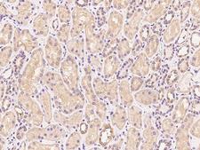 TATDN1 Antibody - Immunochemical staining of human TATDN1 in human kidney with rabbit polyclonal antibody at 1:100 dilution, formalin-fixed paraffin embedded sections.