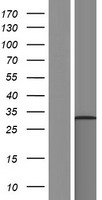 TATDN3 Protein - Western validation with an anti-DDK antibody * L: Control HEK293 lysate R: Over-expression lysate