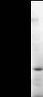 TAX1BP1 Antibody - Detection of human TAX1BP1 by Western blot. Samples: Whole cell lysate (50 ug) from HeLa cells. Predicted molecular weight: 90 kDa