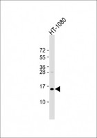 TAX1BP3 Antibody - Anti-TAX1BP3 Antibody (C-Term) at 1:2000 dilution + HT-1080 whole cell lysate Lysates/proteins at 20 µg per lane. Secondary Goat Anti-Rabbit IgG, (H+L), Peroxidase conjugated at 1/10000 dilution. Predicted band size: 14 kDa Blocking/Dilution buffer: 5% NFDM/TBST.