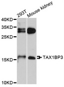 TAX1BP3 Antibody - Western blot analysis of extracts of various cell lines.