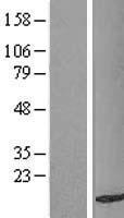 TAX1BP3 Protein - Western validation with an anti-DDK antibody * L: Control HEK293 lysate R: Over-expression lysate