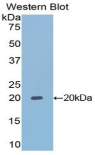 TAZ Antibody - Western blot of recombinant TAZ.  This image was taken for the unconjugated form of this product. Other forms have not been tested.