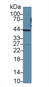 TAZ Antibody - Western Blot; Sample: Human HepG2 cell lysate; Primary Ab: 2µg/ml Rabbit Anti-Human TAZ Antibody Second Ab: 0.2µg/mL HRP-Linked Caprine Anti-Rabbit IgG Polyclonal Antibody