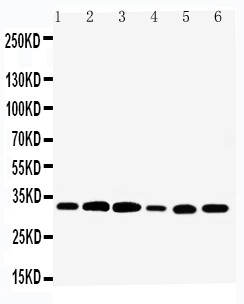 TAZ Antibody - WB of TAZ antibody. Lane 1: Rat Skeletal Muscle Tissue Lysate. Lane 2: Rat Heart Tissue Lysate. Lane 3: Rat Liver Tissue Lysate. Lane 4: HELA Cell Lysate. Lane 5: SMMC Cell Lysate. Lane 6: SCG Cell Lysate.
