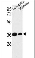 TAZ Antibody - Western blot of TAZ Antibody in MDA-MB231, NCI-H460 cell line lysates (35 ug/lane). TAZ (arrow) was detected using the purified antibody.