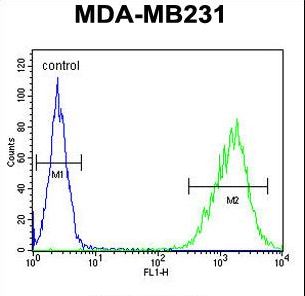TAZ Antibody - TAZ Antibody flow cytometry of MDA-MB231 cells (right histogram) compared to a negative control cell (left histogram). FITC-conjugated goat-anti-rabbit secondary antibodies were used for the analysis.