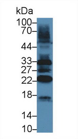 TAZ Antibody - Western Blot; Sample: Mouse Heart lysate; Primary Ab: 5µg/ml Rabbit Anti-Mouse TAZ Antibody Second Ab: 0.2µg/mL HRP-Linked Caprine Anti-Rabbit IgG Polyclonal Antibody