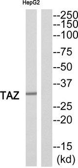 TAZ Antibody - Western blot analysis of extracts from HepG2 cells, using TAZ antibody.