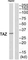 TAZ Antibody - Western blot analysis of extracts from HepG2 cells, using TAZ antibody.