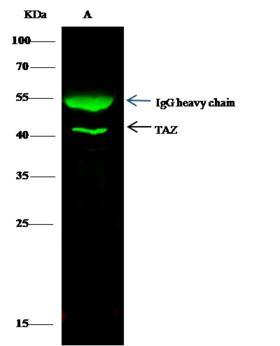TAZ Antibody - TAZ was immunoprecipitated using: Lane A: 0.5 mg A549 Whole Cell Lysate. 0.5 uL anti-TAZ rabbit polyclonal antibody and 60 ug of Immunomagnetic beads Protein G. Primary antibody: Anti-TAZ rabbit polyclonal antibody, at 1:500 dilution. Secondary antibody: Dylight 800-labeled antibody to rabbit IgG (H+L), at 1:5000 dilution. Developed using the odssey technique. Performed under reducing conditions. Predicted band size: 44 kDa. Observed band size: 44 kDa.