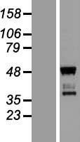 TBATA / C10orf27 Protein - Western validation with an anti-DDK antibody * L: Control HEK293 lysate R: Over-expression lysate