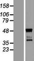 TBATA / C10orf27 Protein - Western validation with an anti-DDK antibody * L: Control HEK293 lysate R: Over-expression lysate