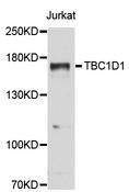 TBC1 / TBC1D1 Antibody - Western blot analysis of extracts of Jurkat cells.