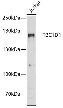 TBC1 / TBC1D1 Antibody - Western blot analysis of extracts of Jurkat cells using TBC1D1 Polyclonal Antibody at dilution of 1:3000.
