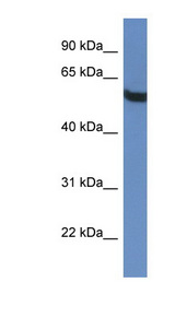 TBC1D10A Antibody - TBC1D10A antibody Western blot of HepG2 cell lysate.  This image was taken for the unconjugated form of this product. Other forms have not been tested.