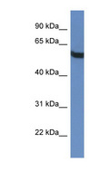 TBC1D10A Antibody - TBC1D10A antibody Western blot of HepG2 cell lysate.  This image was taken for the unconjugated form of this product. Other forms have not been tested.