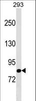 TBC1D10B Antibody - TBC1D10B Antibody western blot of 293 cell line lysates (35 ug/lane). The TBC1D10B antibody detected the TBC1D10B protein (arrow).