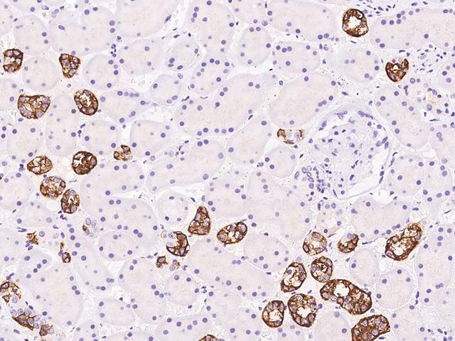 TBC1D10B Antibody - Immunochemical staining of human TBC1D10B in human kidney with rabbit polyclonal antibody at 1:500 dilution, formalin-fixed paraffin embedded sections.
