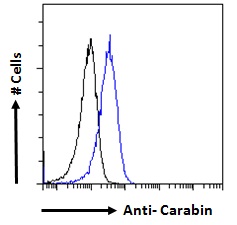 TBC1D10C / CARABIN Antibody - TBC1D10C / CARABIN antibody flow cytometric analysis of paraformaldehyde fixed Jurkat cells (blue line), permeabilized with 0.5% Triton. Primary incubation 1hr (10ug/ml) followed by Alexa Fluor 488 secondary antibody (1ug/ml). IgG control: Unimmunized goat IgG (black line) followed by Alexa Fluor 488 secondary antibody.