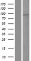 TBC1D12 Protein - Western validation with an anti-DDK antibody * L: Control HEK293 lysate R: Over-expression lysate