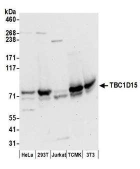 TBC1D15 Antibody - Detection of human and mouse TBC1D15 by western blot. Samples: Whole cell lysate (50 µg) from HeLa, HEK293T, Jurkat, mouse TCMK-1, and mouse NIH 3T3 cells prepared using NETN lysis buffer. Antibodies: Affinity purified rabbit anti-TBC1D15 antibody used for WB at 0.4 µg/ml. Detection: Chemiluminescence with an exposure time of 30 seconds.