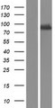 TBC1D15 Protein - Western validation with an anti-DDK antibody * L: Control HEK293 lysate R: Over-expression lysate