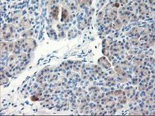 TBC1D21 Antibody - IHC of paraffin-embedded Human pancreas tissue using anti-TBC1D21 mouse monoclonal antibody.