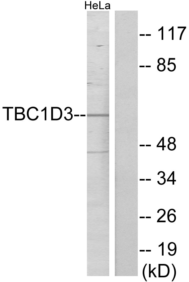 TBC1D3F Antibody - Western blot analysis of lysates from HeLa cells, using TBC1D3 Antibody. The lane on the right is blocked with the synthesized peptide.