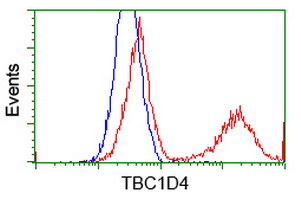 TBC1D4 / AS160 Antibody - HEK293T cells transfected with either overexpress plasmid (Red) or empty vector control plasmid (Blue) were immunostained by anti-TBC1D4 antibody, and then analyzed by flow cytometry.