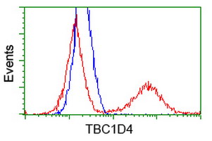 TBC1D4 / AS160 Antibody - HEK293T cells transfected with either overexpress plasmid (Red) or empty vector control plasmid (Blue) were immunostained by anti-TBC1D4 antibody, and then analyzed by flow cytometry.