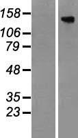 TBC1D4 / AS160 Protein - Western validation with an anti-DDK antibody * L: Control HEK293 lysate R: Over-expression lysate