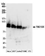 TBC1D5 Antibody - Detection of human and mouse TBC1D5 by western blot. Samples: Whole cell lysate (50 µg) from HeLa, HEK293T, Jurkat, mouse TCMK-1, and mouse NIH 3T3 cells prepared using NETN lysis buffer. Antibodies: Affinity purified rabbit anti-TBC1D5 antibody used for WB at 0.1 µg/ml. Detection: Chemiluminescence with an exposure time of 10 seconds.