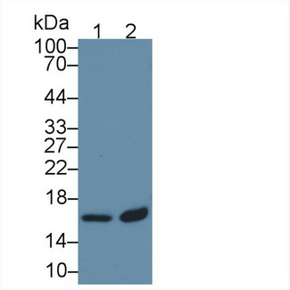 TBCA Antibody - Western Blot; Sample: Recombinant protein.