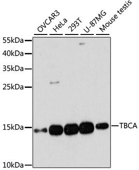 TBCA Antibody - Western blot analysis of extracts of various cell lines using TBCA Polyclonal Antibody at dilution of 1:3000.