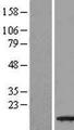 TBCA Protein - Western validation with an anti-DDK antibody * L: Control HEK293 lysate R: Over-expression lysate