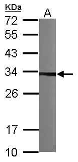 TBCB / CKAP1 Antibody - Sample (30 ug of whole cell lysate). A: NIH-3T3. 12% SDS PAGE. TBCB / CKAP1 antibody diluted at 1:1000.