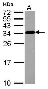 TBCB / CKAP1 Antibody - Sample (30 ug of whole cell lysate) A: U87-MG 12% SDS PAGE TBCB / CKAP1 antibody diluted at 1:1000