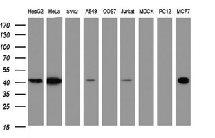 TBCC Antibody - Western blot of extracts (35ug) from 9 different cell lines by using anti-TBCC monoclonal antibody (HepG2: human; HeLa: human; SVT2: mouse; A549: human; COS7: monkey; Jurkat: human; MDCK: canine; PC12: rat; MCF7: human).
