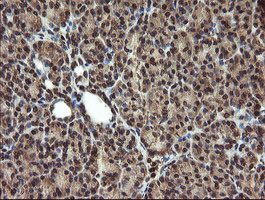 TBCC Antibody - IHC of paraffin-embedded Human pancreas tissue using anti-TBCC mouse monoclonal antibody.