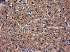 TBCEL / E-Like Antibody - IHC of paraffin-embedded Human liver tissue using anti-TBCEL mouse monoclonal antibody.