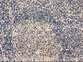 TBCEL / E-Like Antibody - IHC of paraffin-embedded Human lymph node tissue using anti-TBCEL mouse monoclonal antibody.