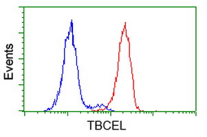 TBCEL / E-Like Antibody - Flow cytometry of HeLa cells, using anti-TBCEL antibody (Red), compared to a nonspecific negative control antibody (Blue).