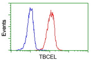 TBCEL / E-Like Antibody - Flow cytometry of Jurkat cells, using anti-TBCEL antibody (Red), compared to a nonspecific negative control antibody (Blue).