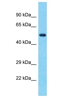 TBKBP1 Antibody - TBKBP1 antibody Western Blot of Fetal Lung. Antibody dilution: 1 ug/ml.  This image was taken for the unconjugated form of this product. Other forms have not been tested.