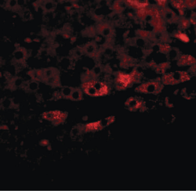 TBKBP1 Antibody - Immunofluorescence of Prosapip 2 in rat liver tissue with Prosapip 2 antibody at 20 ug/ml.