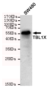 TBL1X / TBL1 Antibody - Western blot detection of TBL1X in SW480 cell lysates using TBL1X mouse monoclonal antibody (1:1000 dilution). Predicted band size: 58KDa. Observed band size:58KDa.