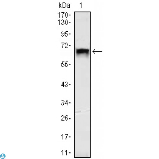 TBL1X / TBL1 Antibody - Western Blot (WB) analysis using TBL1X Monoclonal Antibody against HEK293 (1) cell lysate.