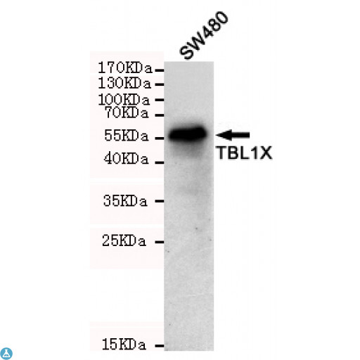 TBL1X / TBL1 Antibody - Western blot detection of TBL1X in SW480 cell lysates using TBL1X mouse mAb (1:1000 diluted). Predicted band size: 58KDa. Observed band size: 58KDa.
