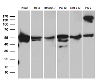 TBL1XR1 / TBLR1 Antibody - Western blot analysis of extracts. (35ug) from 6 different cell lines by using anti-TBL1XR1 monoclonal antibody. (1:500)